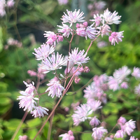 Thalictrum kiusianum